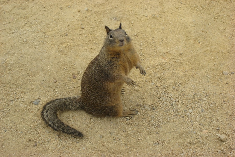 ../image/17 mile drive squirrel 4.jpg